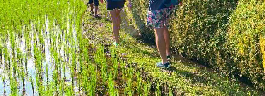 Exclusif Tetebatu : chutes d'eau, rizières, singes et tissage