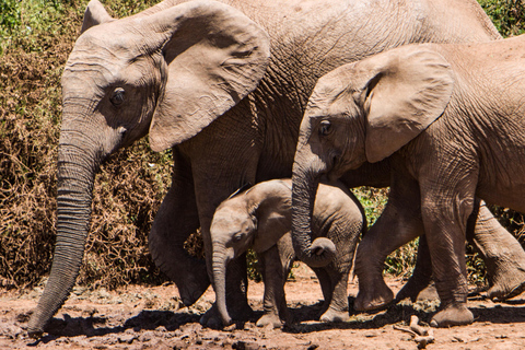 Parque Nacional Kruger de luxo: Safári e rota panorâmica