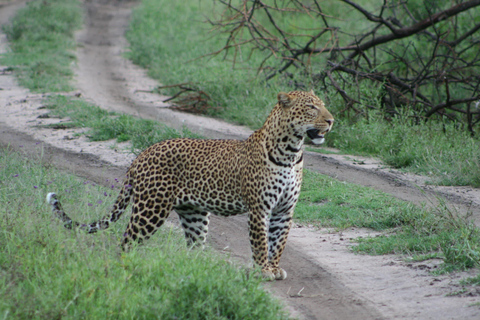 Tarangire National Park: 2-Day Flying Safari