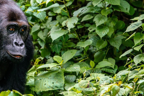 4-Daagse Rwanda Gorilla trektocht, Lake Kivu en grottensafari.