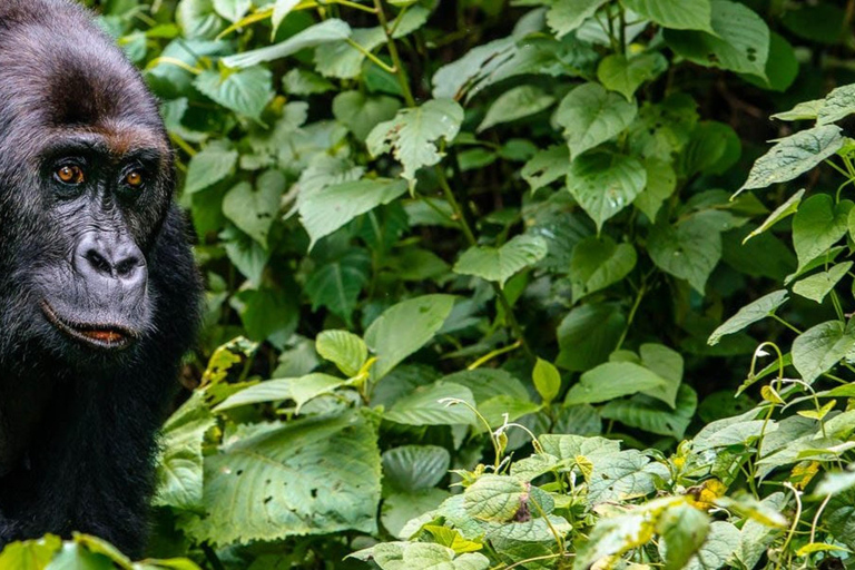 Trekking dei gorilla in Ruanda di 4 giorni, safari sul lago Kivu e nelle grotte.