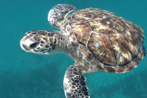 Poznaj żółwie: wycieczka z przewodnikiem po nurkowaniu w São PedroPoznajcie żółwie: wycieczka z przewodnikiem z nurkowaniem w São Pedro