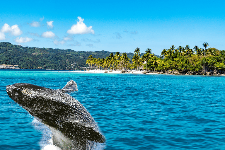Seasonal Humpback Whale Watching Experience in Samaná Bay