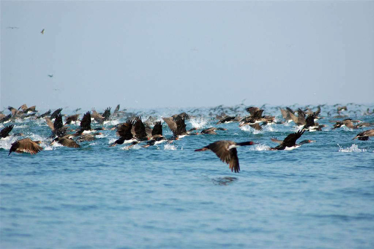 Depuis Lima : réserve de Paracas, îles Ballestas et musée