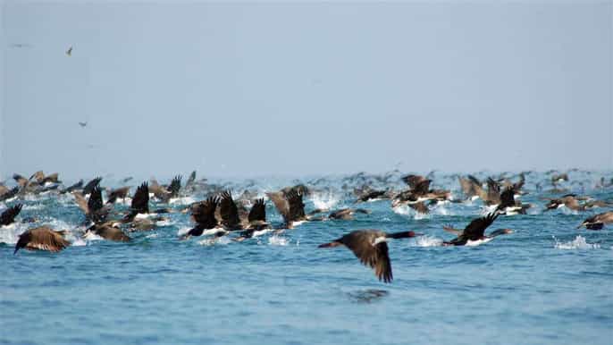 from lima ballestas islands paracas reserve museum tour