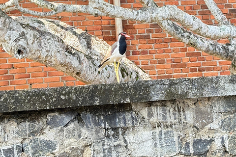 Bentota: River Boat Safari and Tuk-Tuk Ride with Pickup-Drop