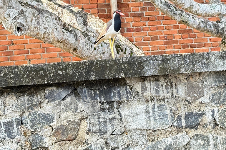 Bentota: River Boat Safari and Tuk-Tuk Ride with Pickup-Drop