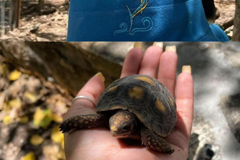 St. John's Laviscount Island Giant Tortoises &Long Bay Beach