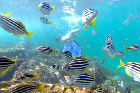 Manly and Shelly Beach Snorkeling Tour