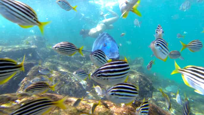 manly and shelly beach snorkeling tour
