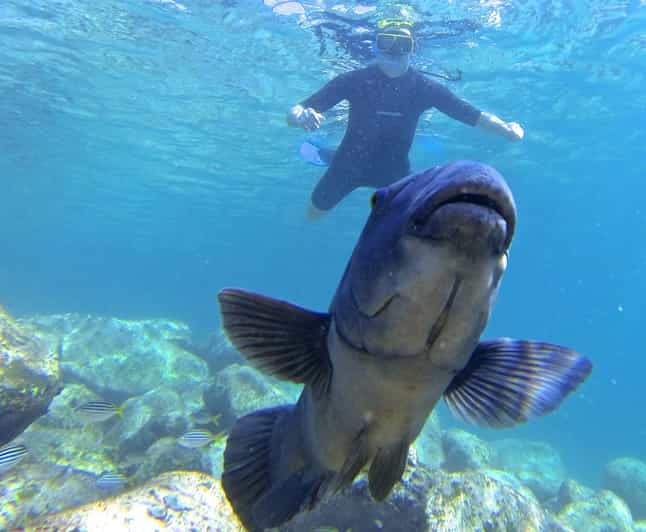 Manly And Shelly Beach Snorkeltour Getyourguide