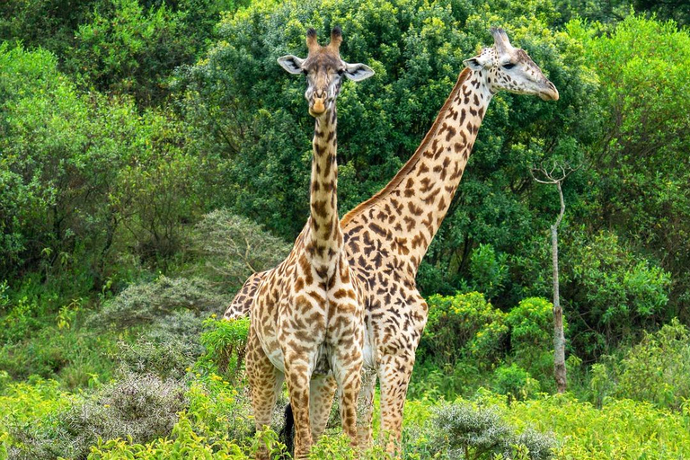 Wildlife-Safari 3 Tage 2 Nächte von Sansibar nach MikumiWildlife Safari 3 Tage 2 Nächte von Sansibar nach Mikumi