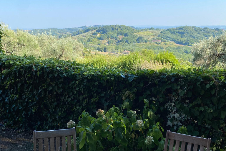 Tasting in a Vineyard with transfer from Pisa