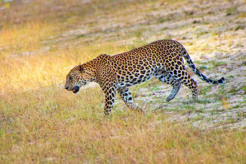 Tour privato dello Sri Lanka di 7 giorni: Trasporto, guida, hotel, cibo