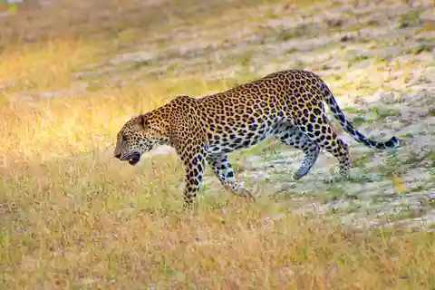 Sri Lanka Private 7-day Tour: Transport, Guide, Hotels, Food