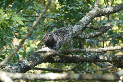 São Paulo: Pico Jaraguá – Spaziergang durch den RegenwaldSão Paulo: Wanderung durch den Regenwald am Pico Jaraguá