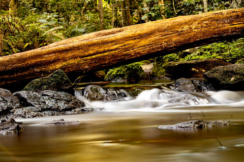 Karura forest A walking tour from Nairobi