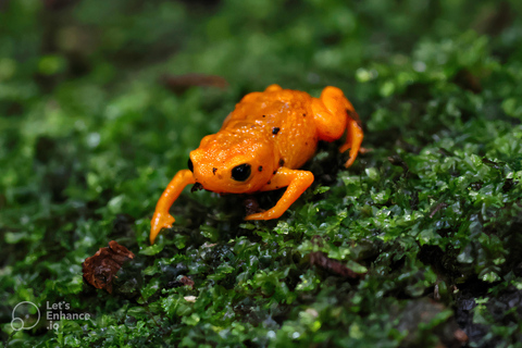Teresópolis : circuit découverte de la faune de la forêt atlantiqueTeresópolis : Excursion à la découverte de la faune de la forêt atlantique