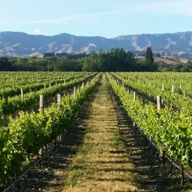 Ganztagestour Marlborough Wine Tour