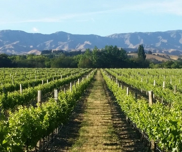 Marlborough Full Day Wine Tour