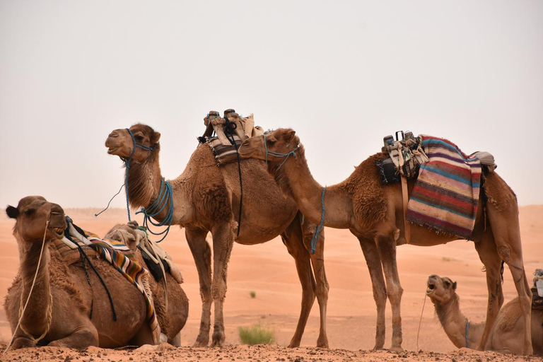 Private three days tour in the desert: 4x4, quad and camel.