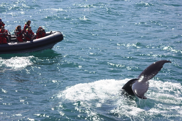 Akureyri: 2-godzinna ekspresowa obserwacja wielorybów przez łódź motorową RIB