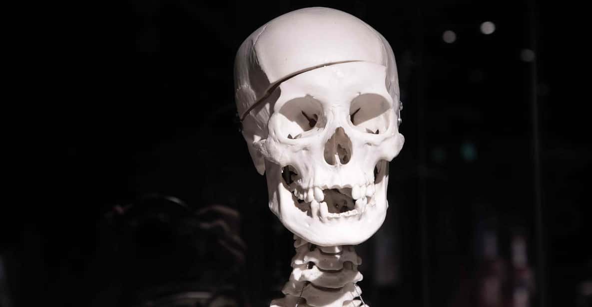 Afbeelding 9 van Body Worlds Amsterdam: The Happiness Project Ticket