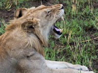 6 jours Tanzanie Safari - Hizvo