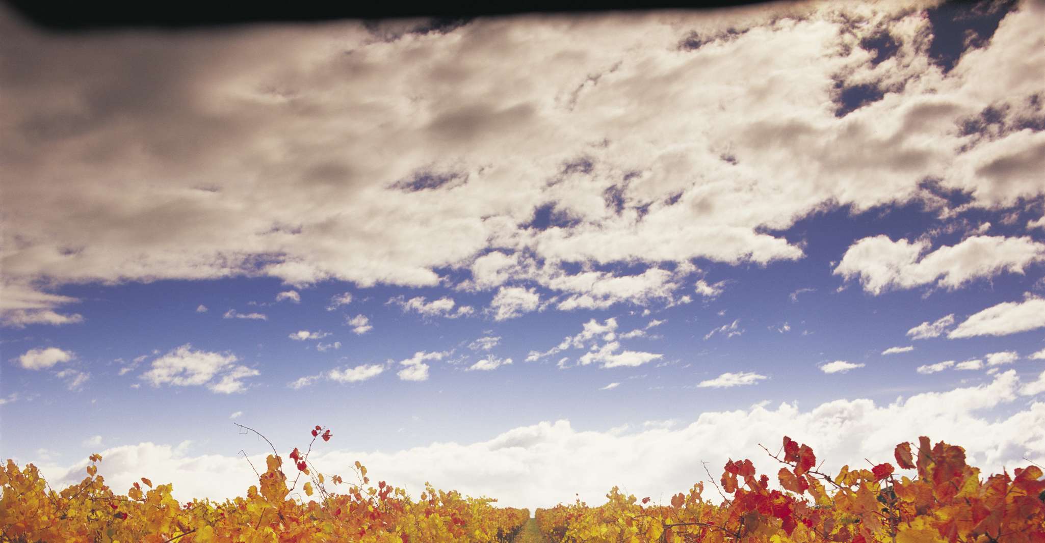 Yarra Valley,Yering车站Winery旅游与午餐 - Hizvo