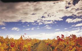 From Melbourne: Yarra Valley Wine and Food Day Tour