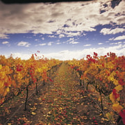 Yarra Valley: Winery Tour with Lunch at Yering Station