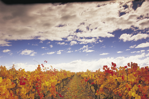 Yarra Valley: Weingut-Tour mit Mittagessen in der Yering StationVon Melbourne aus: Yarra Valley Wein und Essen Tagestour