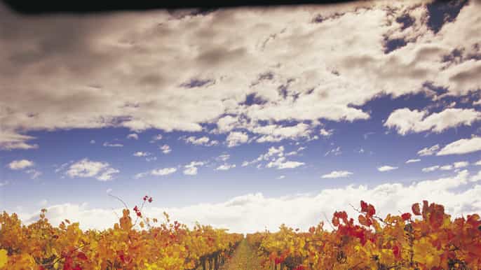 yarra valley wine and food day tour