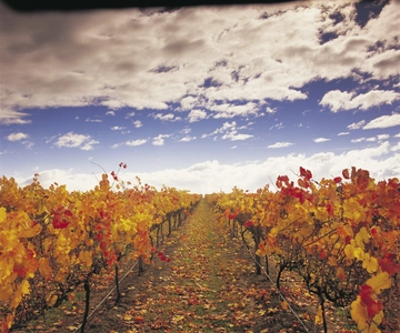 Yarra Valley: Winery Tour with Lunch at Yering Station