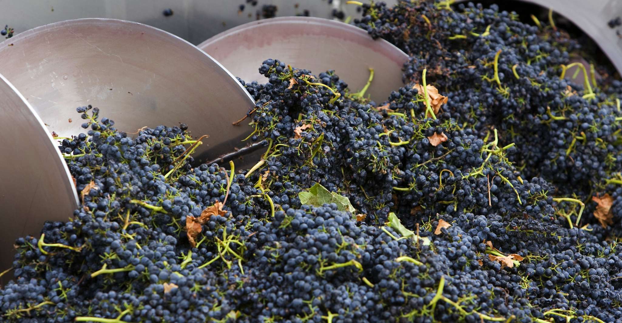 Yarra Valley,Yering车站Winery旅游与午餐 - Hizvo