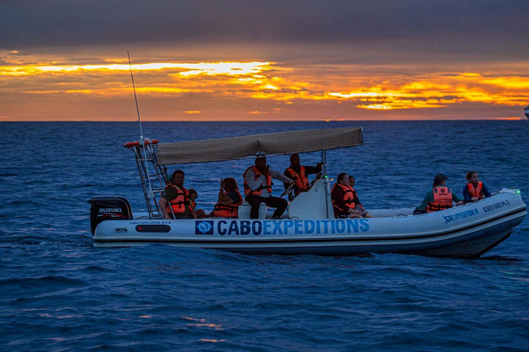 Cabo San Lucas: Up-Close Whale Watching Small-Group Tour