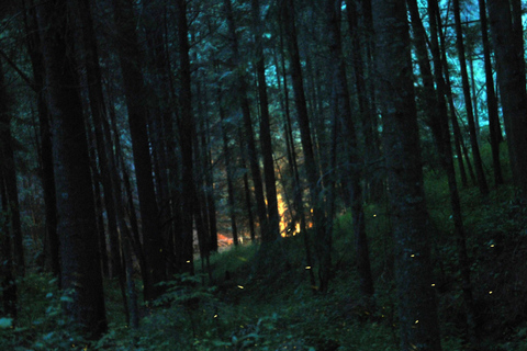 Visite de Tlaxcala et du sanctuaire des luciolesSanctuaire mexicain des lucioles