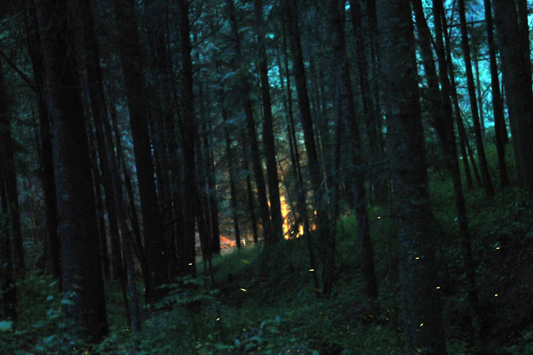 Visite de Tlaxcala et du sanctuaire des luciolesSanctuaire mexicain des lucioles