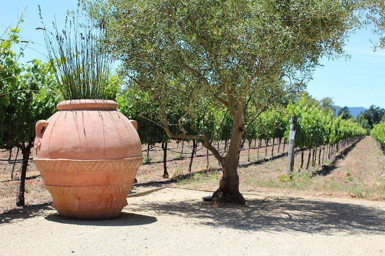 San Francisco: Half Day Wine Tour & Hop-On Hop-Off City Tour