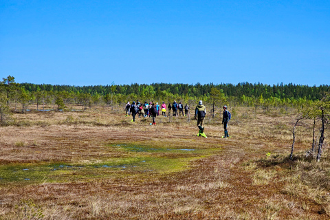 Ķemeri Bogs Adventure: Explore Wetlands In Bog Shoes