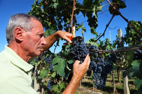 De Florence : découverte des vins du Chianti et dégustationVisite en anglais