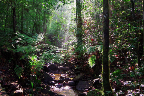 Desde Galle/Weligama/Mirissa/Matara: excursión de un día a Sinharaja