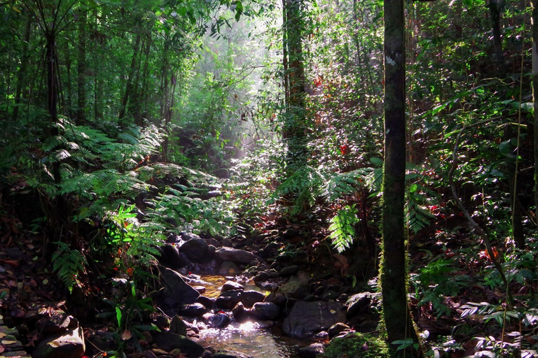 Desde Galle/Weligama/Mirissa/Matara: excursión de un día a Sinharaja