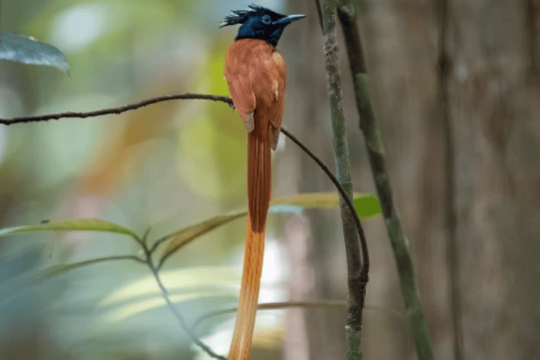 Sinharaja Rain Forest & Tea Factory Trip