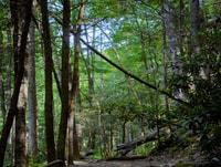 Sinharaja Rainforest Private & Customize Tour - Housity