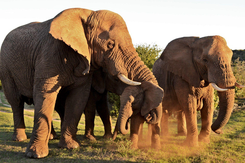 Half-Day Schotia Game Reserve (Open 4x4 Vehicle)