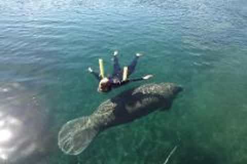 Crystal River Florida 3-Hour Swim with Manatees