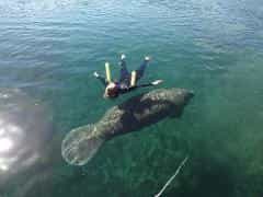crystal river florida 3hour swim with manatees