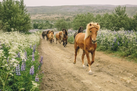 Hafnarfjörður: Wikingertour zu Pferd am Nachmittag