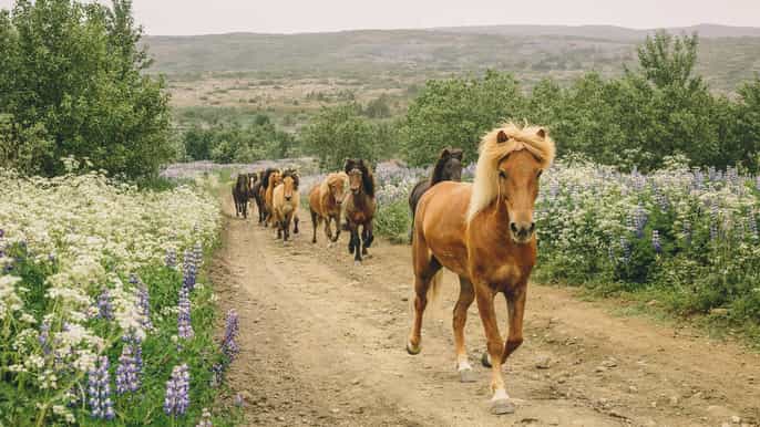 afternoon viking horseback tour